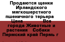 Продаются щенки Ирландского мягкошерстного пшеничного терьера › Цена ­ 30 000 - Все города Животные и растения » Собаки   . Пермский край,Пермь г.